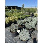 Ялина колюча Глаука компакта С10